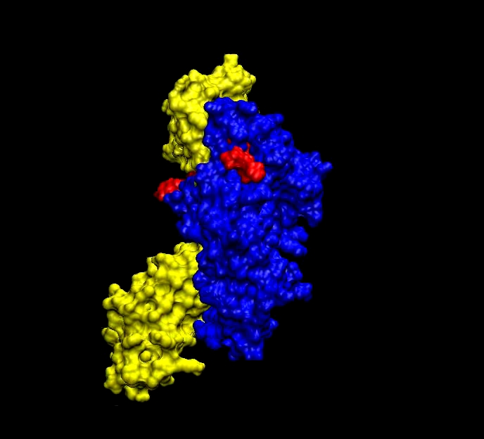 Bio