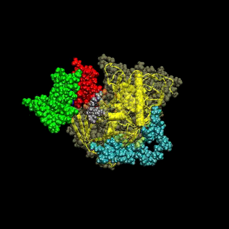 Bio